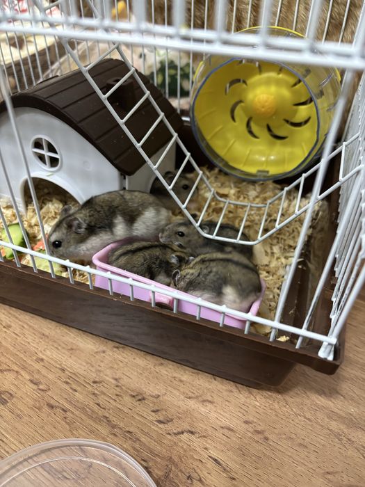 Продам хомяков.