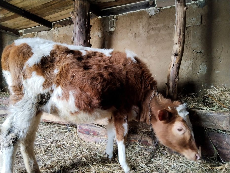 Продам телку годовалую