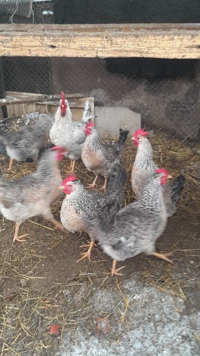 Продам инкубационные яйца