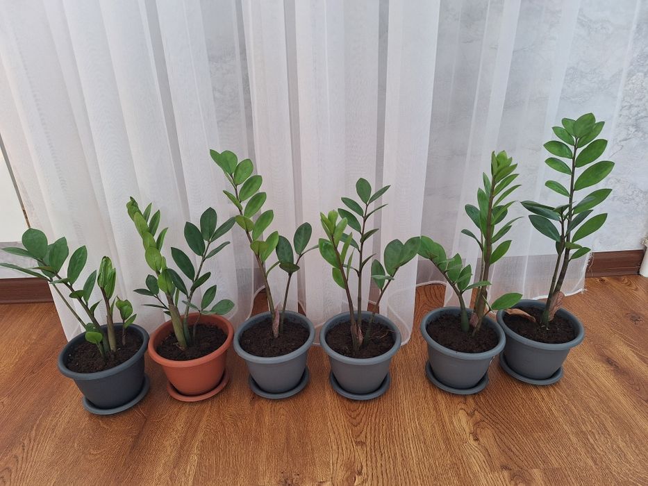 Доллоровое дерево по 2000