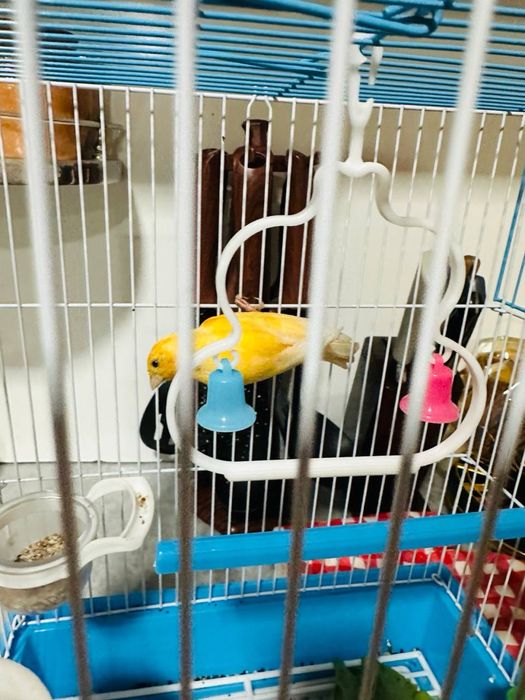 Nar kanareka juda zur sayraydi