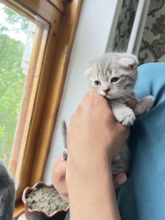 Продаются котята от правильной породы