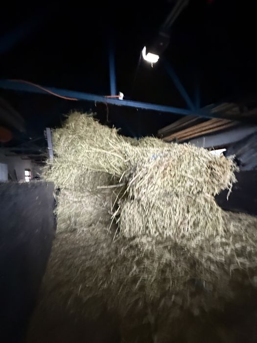 Balti lucernta curati 18 lei bucata
