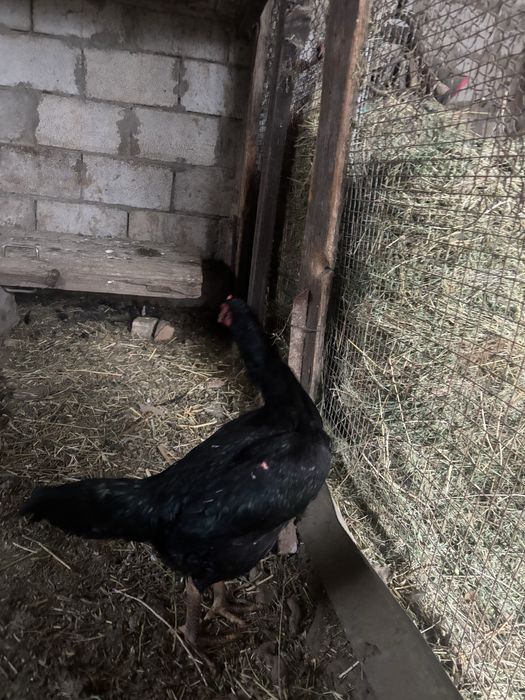 Декан тауык таза