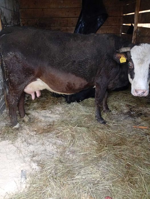 Vand vacă cu vițică