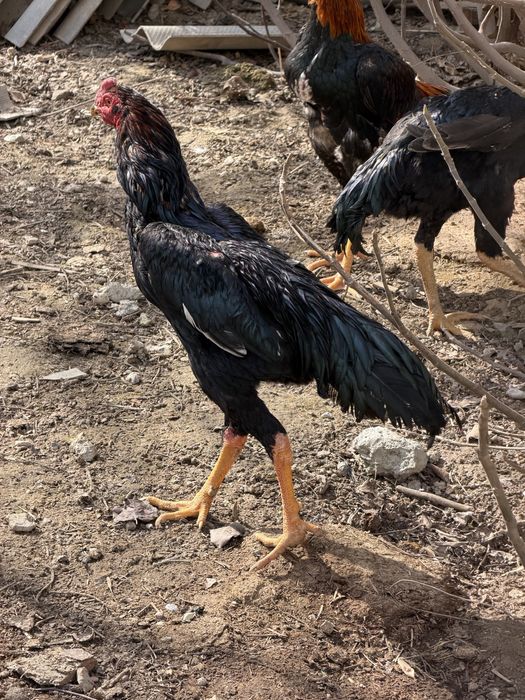 Хурозлар сотилади 4 та 3 таси жужа 11 ойлик битаси 2 йилли кур