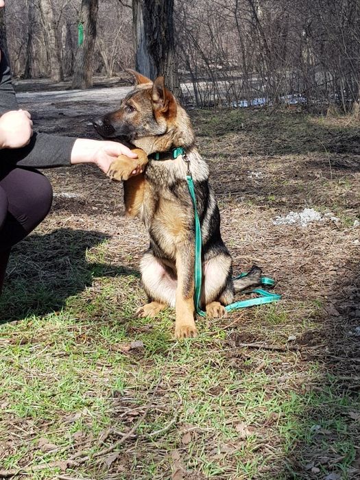 Щенок овчарки для пастбища