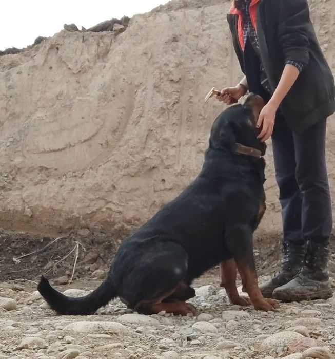 Кобель ротвейлера для вязки