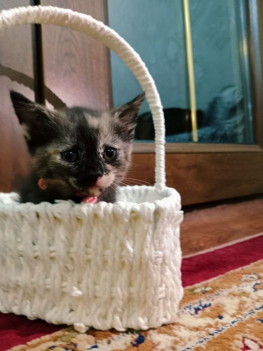 Отдаём милого котёнка (девочку) в добрые и заботливые руки