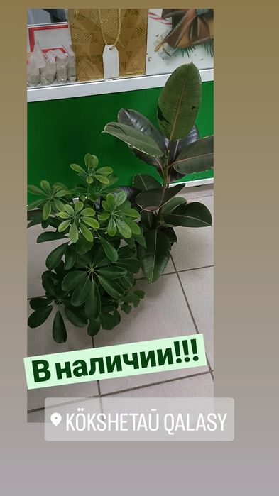 Фикус Тинеке и Шефлера в наличии!
