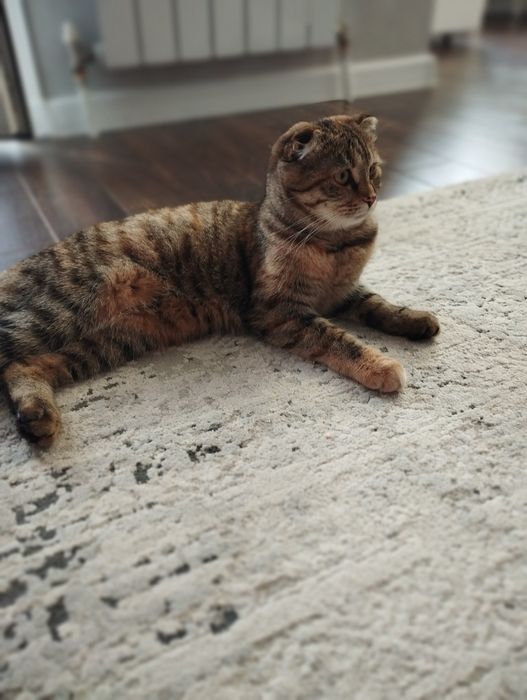 Кошка ласковая, 8мес