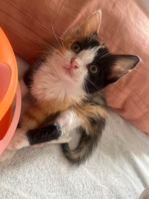 Котенок девочка отдам в добрые руки