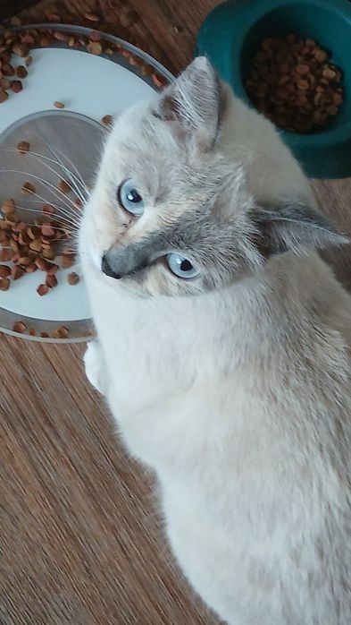 Отдаю кошек в хорошие добрые руки