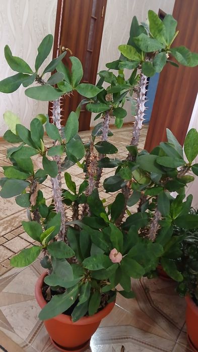 Молочай Миля розовый