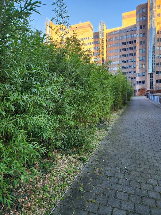 Bambus vescnic verde la ghiveci rezistent iarna