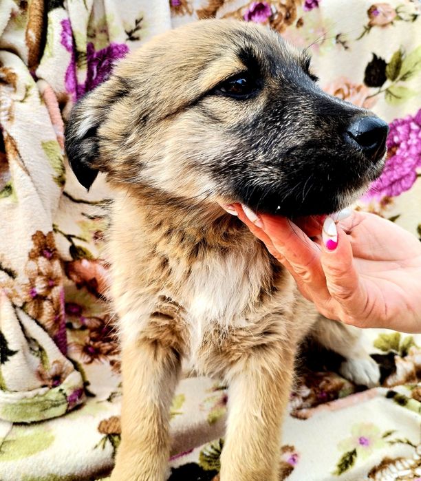 Звонок девочка в хорошие руки