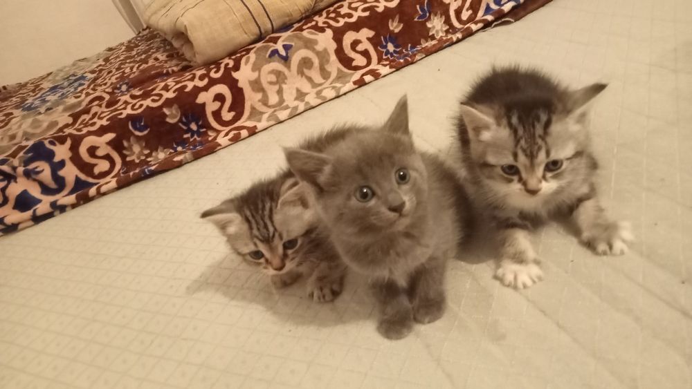 2 девочка 1 малчик   маленки