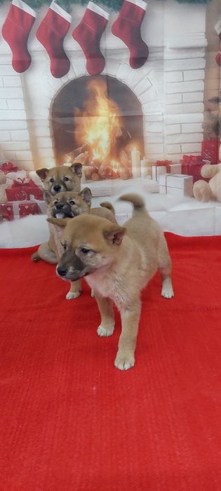 Шиба Ину Shiba inu