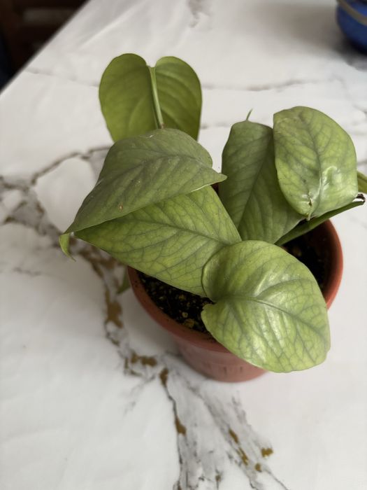 Продаю цветы сингониумы и эпипремнум