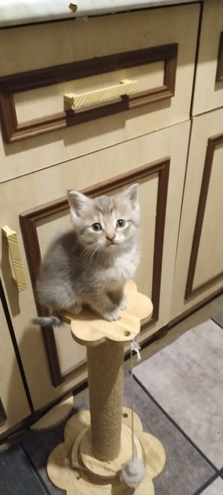 Шотландские котята ...