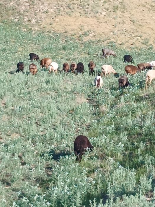 Продам баранов курдючных