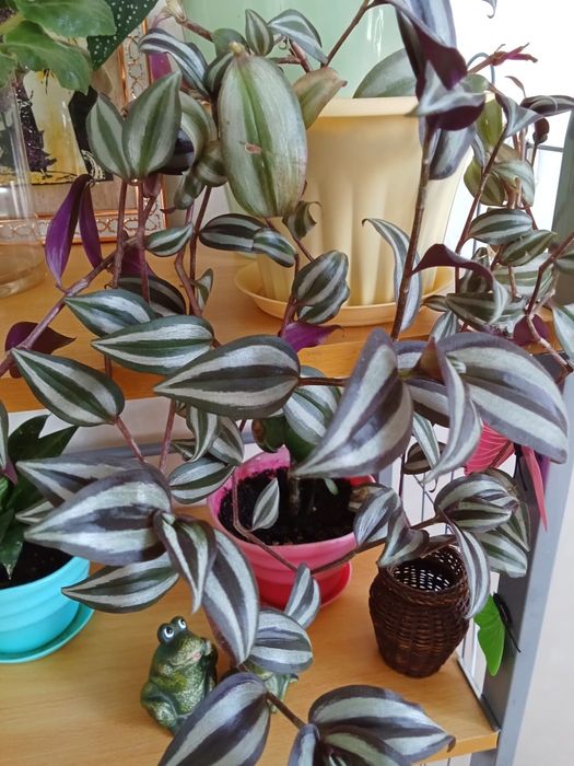 Продам цветы комнатные