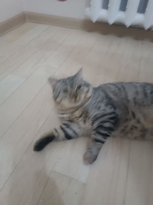 Шотландка Скоттиш Страйт