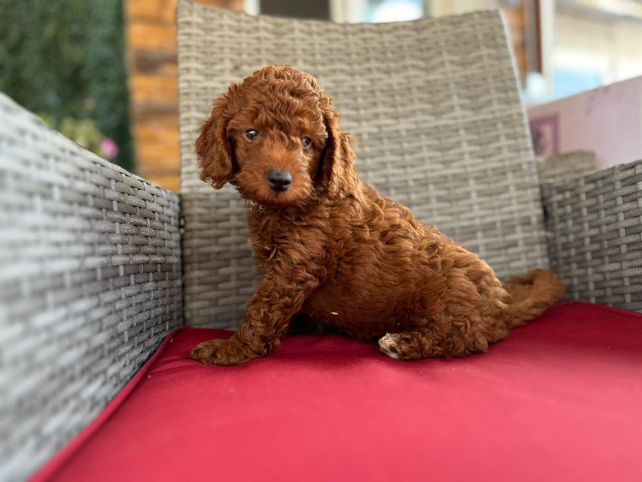 Poodle/pudel puisor