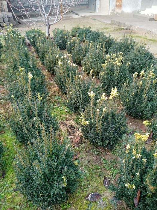 Самшить на продажу