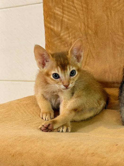 Чаузи котята шикарные