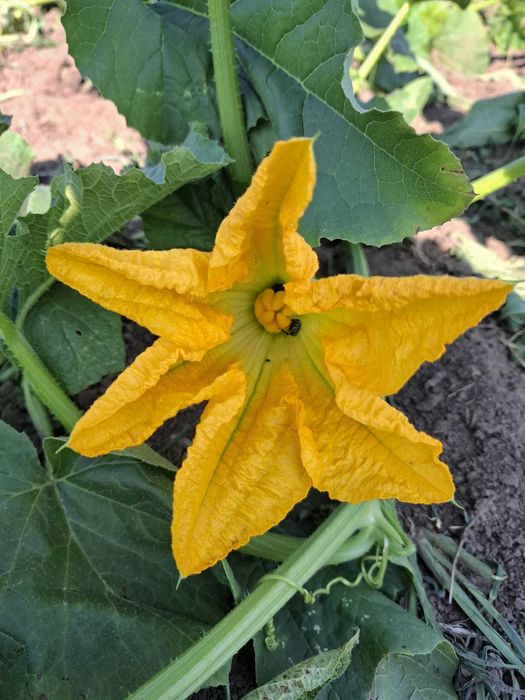 Semințe de dovleac Styria pentru semănat