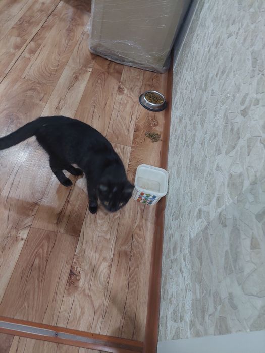 Отдам кота  в добрые руки