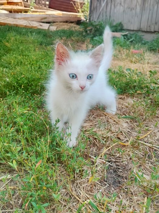 Отдам очень милых котят
