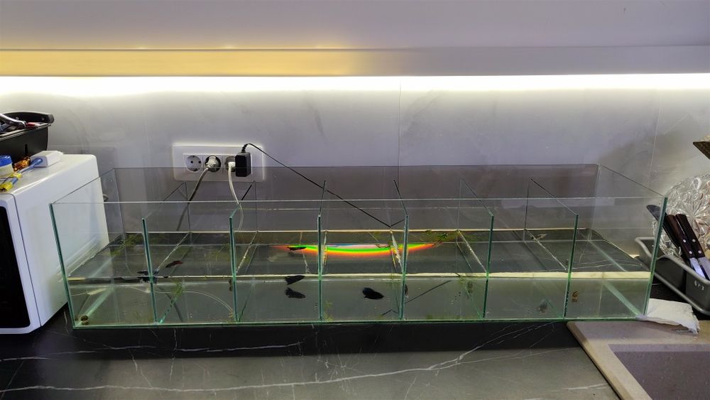 Acvariu cu pesti 54L plante scoici pesti cioata substrat led capac