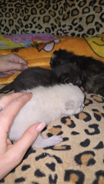 Котята в заботливые руки