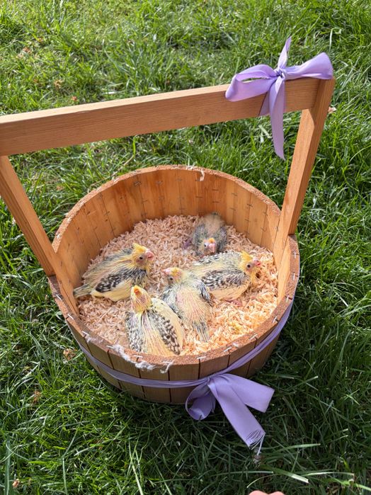 Продаются птенцы Корелла