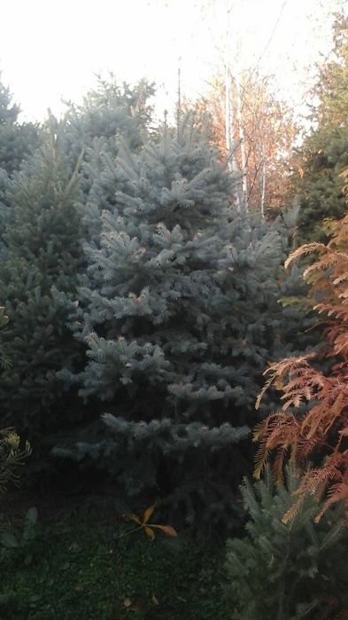 Декоративные растения-мамонтово дерево, кедры и ели.