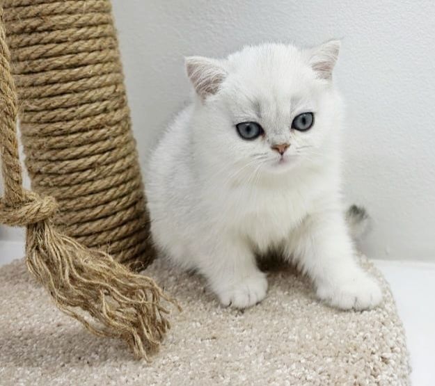 Котик БриТансКий сереБро шинШилла