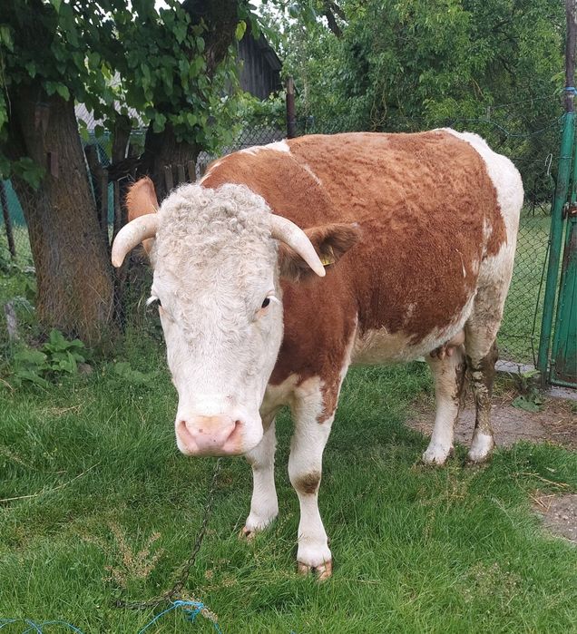 Vaca gestantă în 8 luni