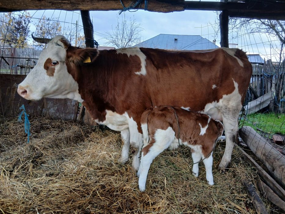 Vând bălțată românească fătată de 1 zi