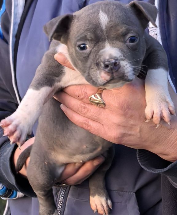 American Bully Pocket / Американско Були Покет