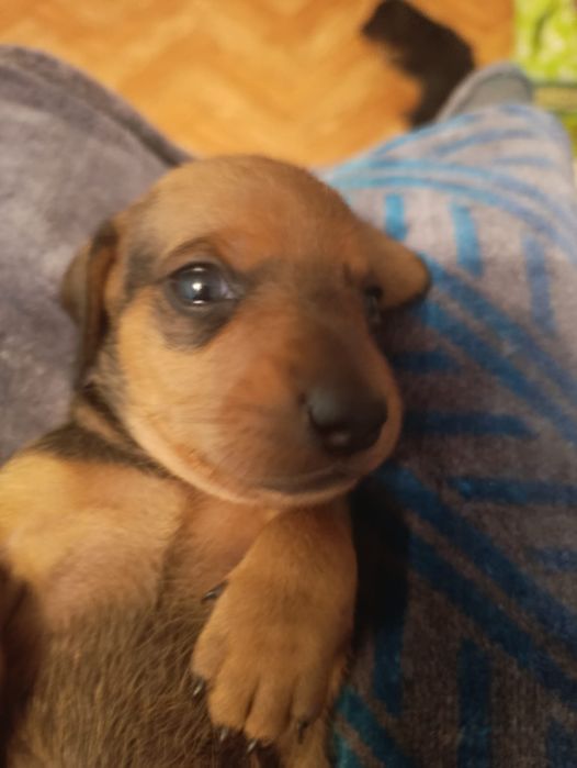 Продаю!Щенки таксы!