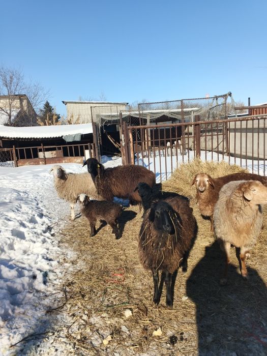 Овцы матки  хорошие