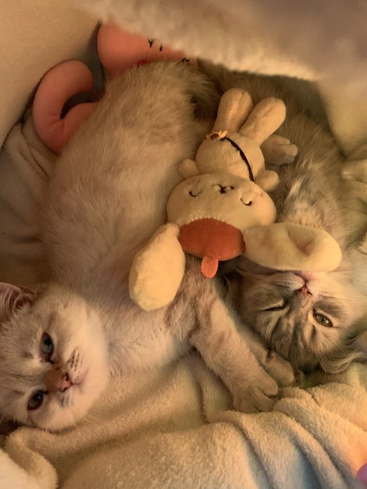 Котята 5 месяцев, Британцы