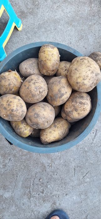 Продам картофель в мешках