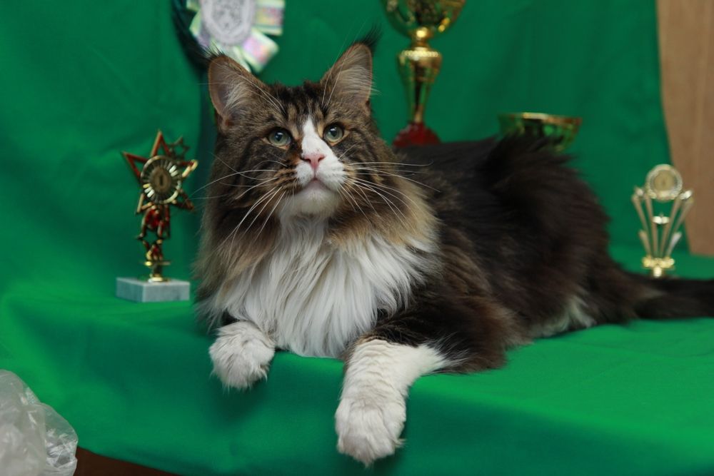 Шикарные котята Мейн-кун с документами