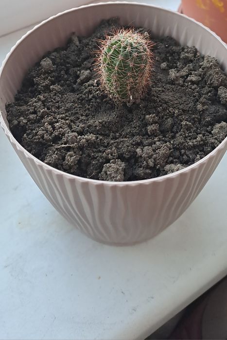 Кактус кактус кактус