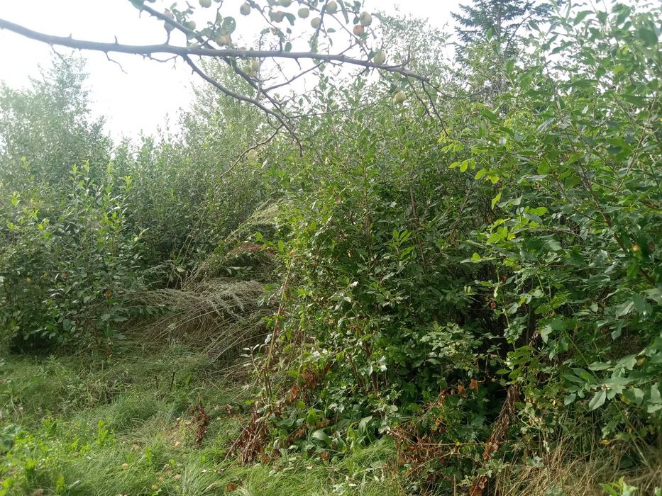 Продам дачный участок СРОЧНО