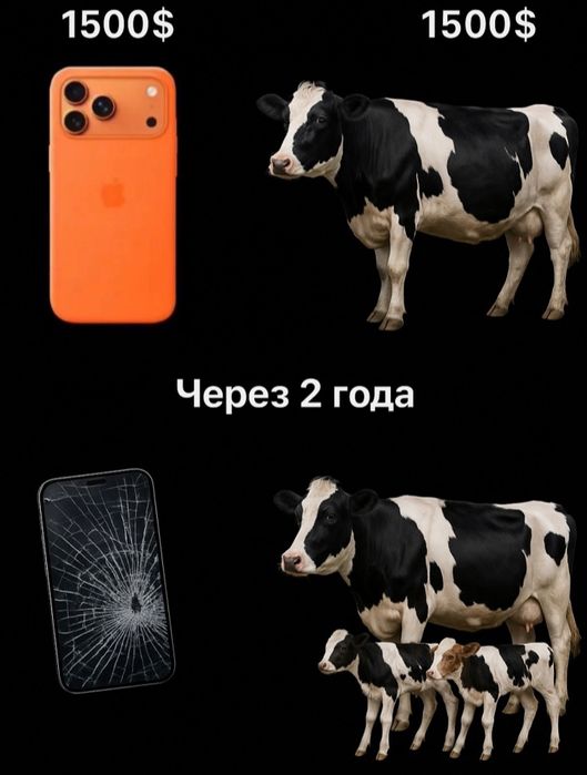 Сиыр бұзаулы сатылады