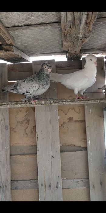 Голуби двухчубые